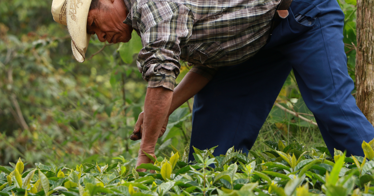 Pacavita Honduras- Washed Organic Beans (Light/Medium Roast)
