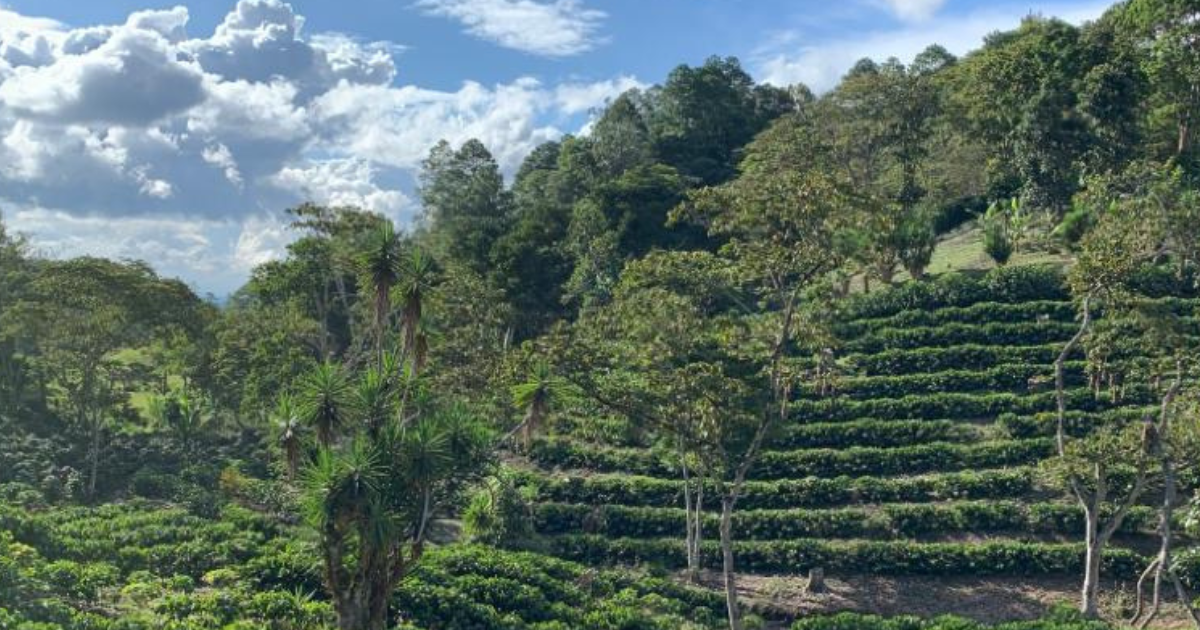 Pacavita Honduras- Washed Organic Beans (Light/Medium Roast)