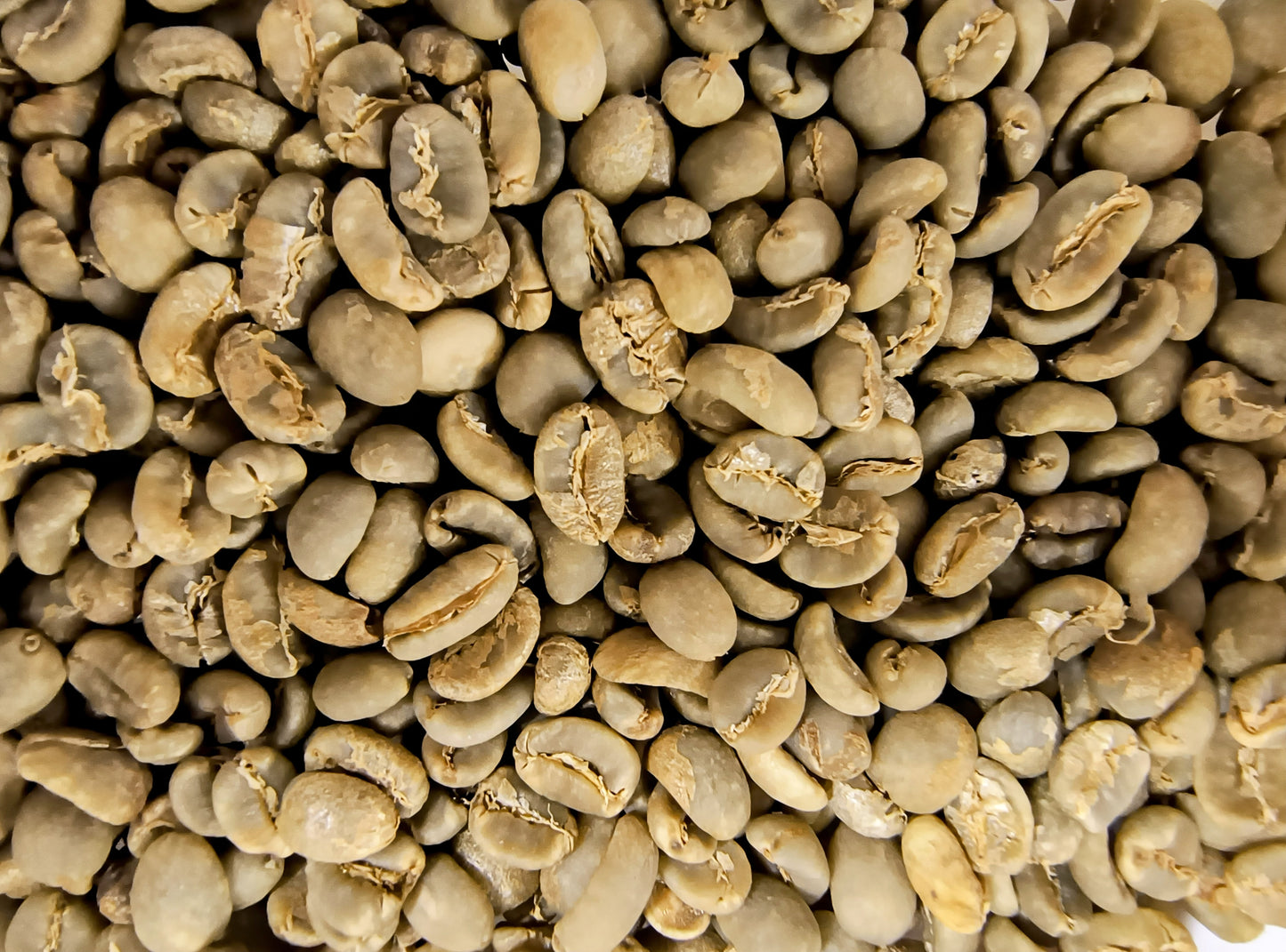 Green Sumatra Koperasi Gayo
