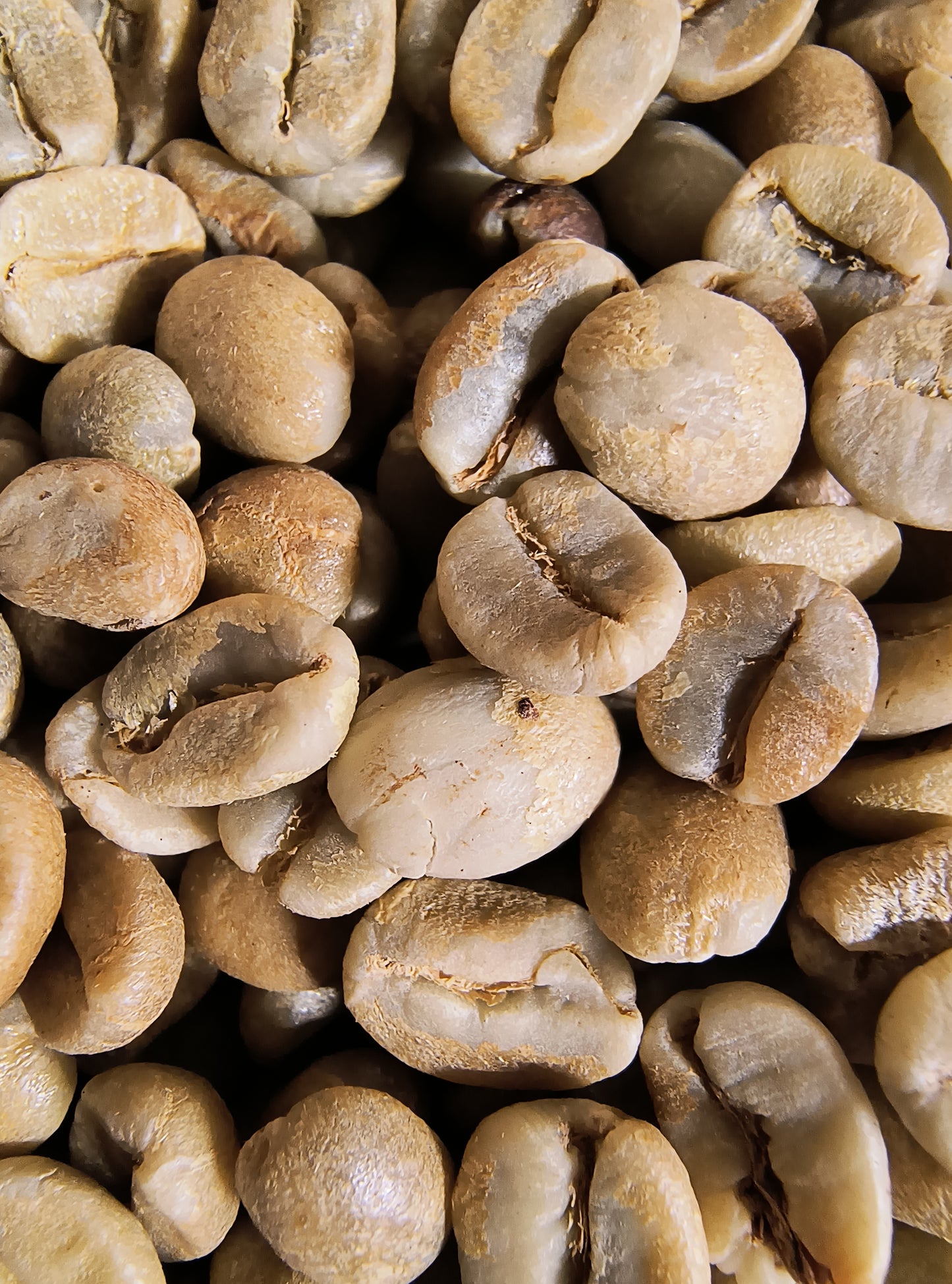 Costa Rica Tarrazu (Medium Roast)