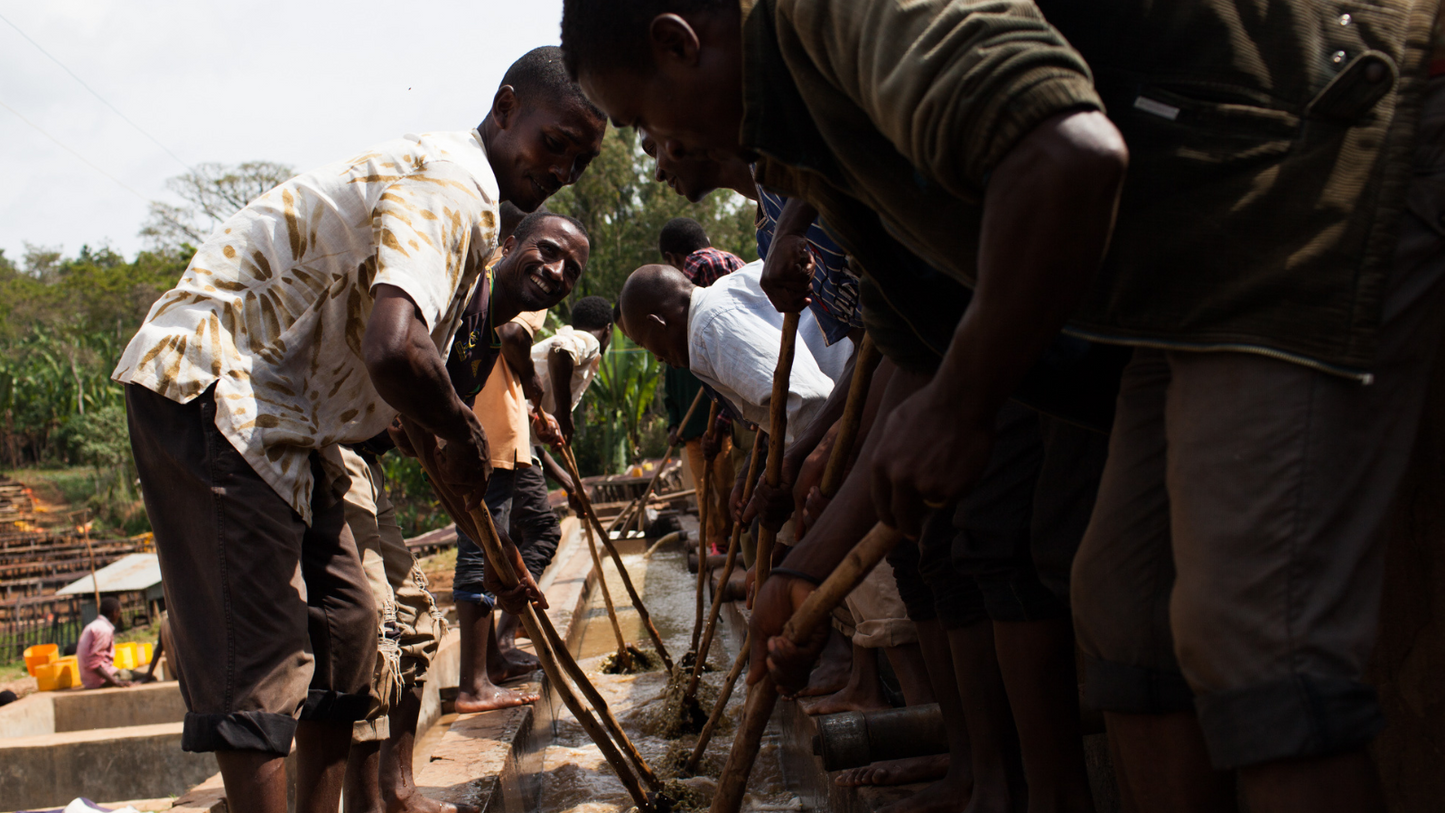 Pushing coffee along in washed processing at a wet mill in Ethiopia.