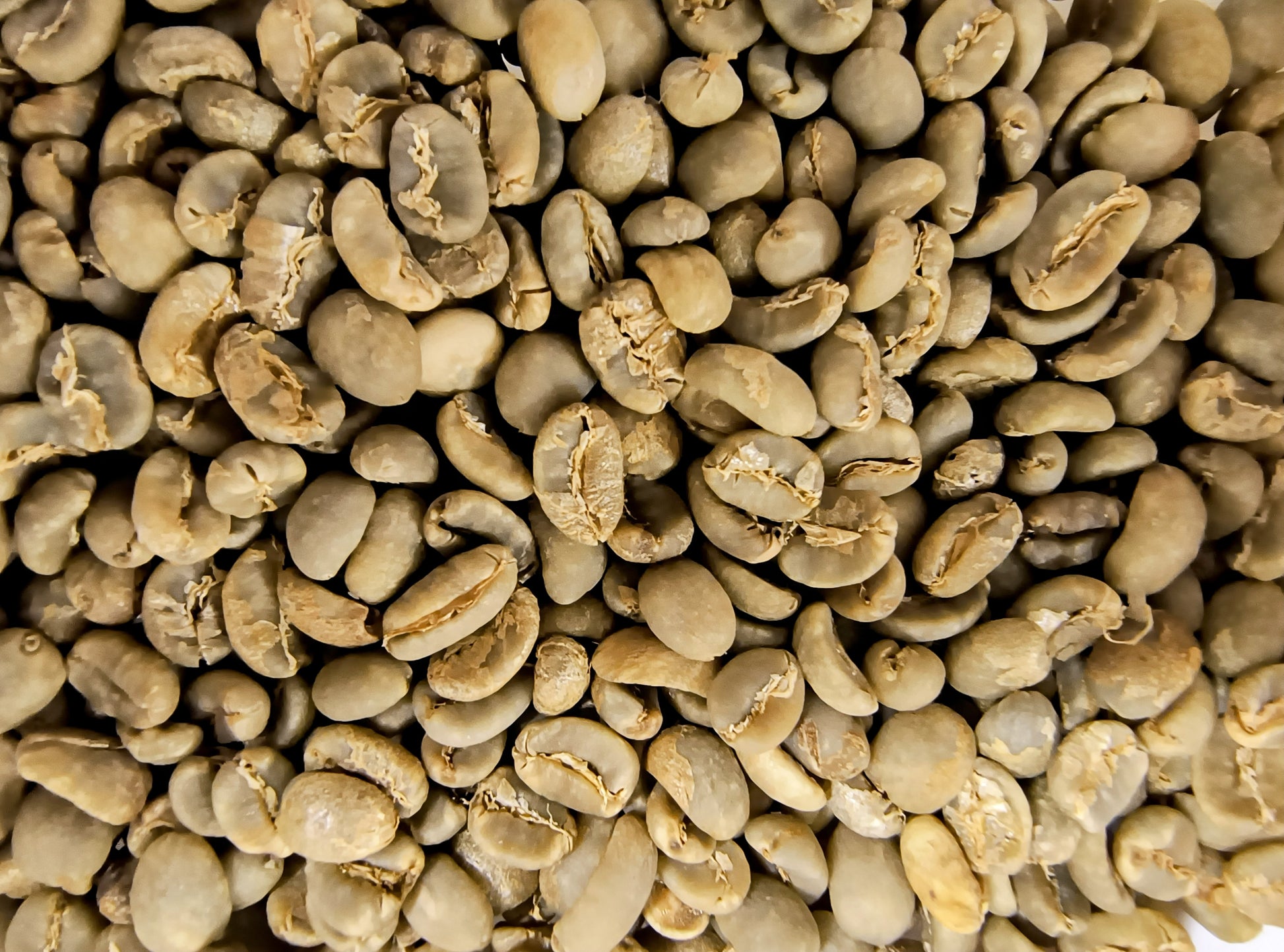 Green Sumatra Koperasi Gayo