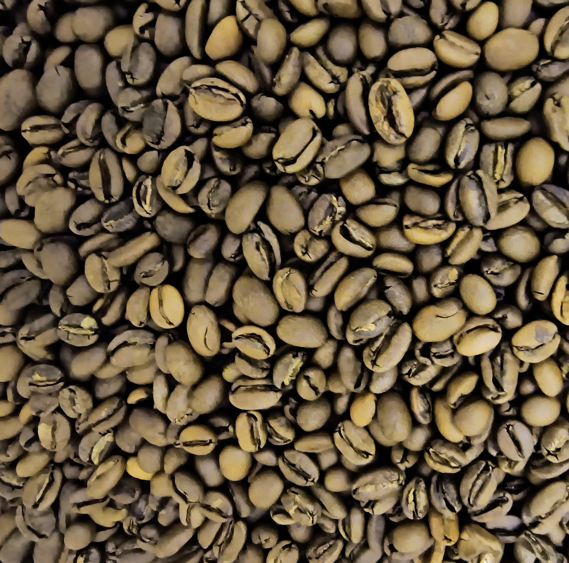 Fredericksburg Coffee Co Dark Roasted Sumatra Koperai Gayo Organic Beans