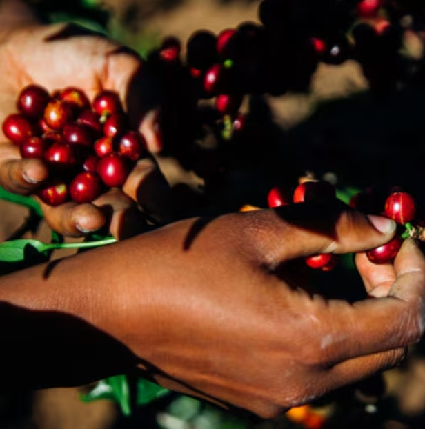 Tanzania Peaberry Plus Washed (Medium/Dark Roast)