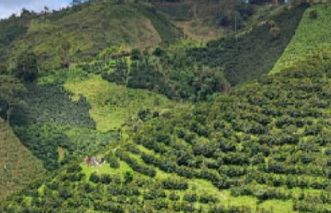 Columbia Huila Pitalito El Tiple Excelso (Medium Roast)